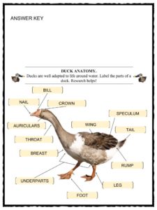 Duck Breed Chart With Pictures