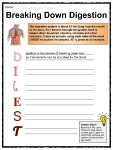 The Human Body Facts, Worksheets & Key Systems For Kids