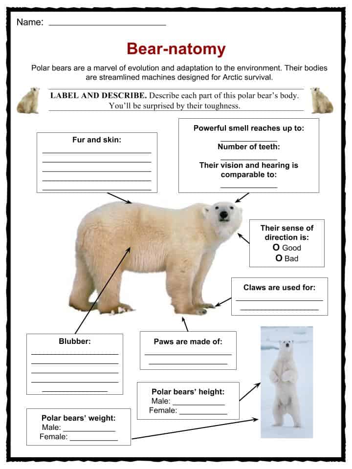 Polar Bear Facts, Worksheets, Habitat & Species