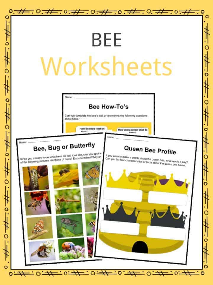 Bee Facts, Worksheets, Habitat & Life Span Information for Kids
