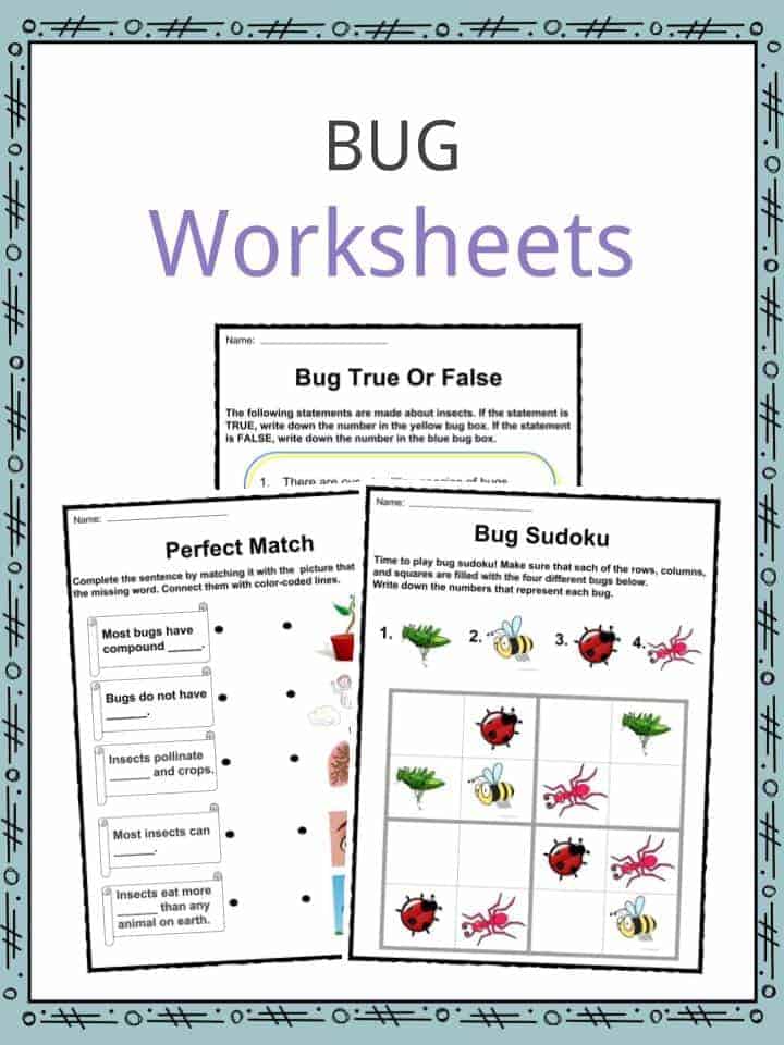 Bug Worksheets