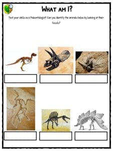 Fossil Facts & Worksheets For Kids | History and Famous Sites
