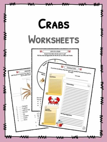 Crabs Worksheet