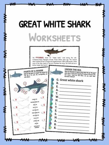 Great White Shark Worksheets