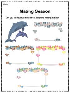 Dolphin Population Chart