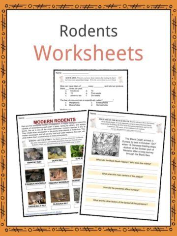 Rodents Worksheets