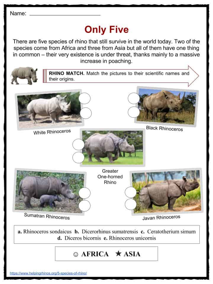 Rhinoceros Facts, Worksheets, Species, Types & Habitat For Kids
