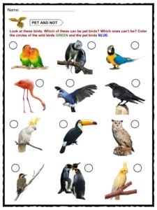 Birds Chart For Kindergarten