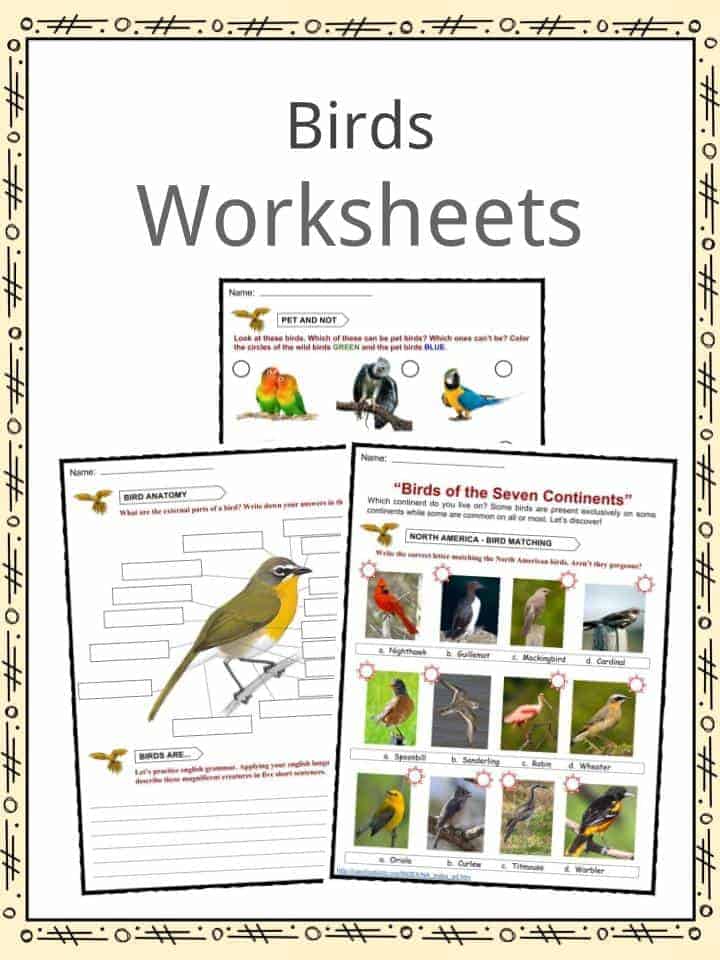 Bird Facts, Habitat, Diet, Behavior, Worksheets & Information For Kids
