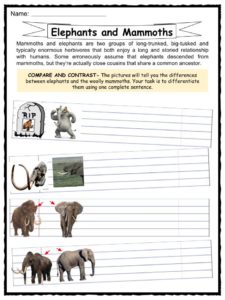 Elephant Age Chart