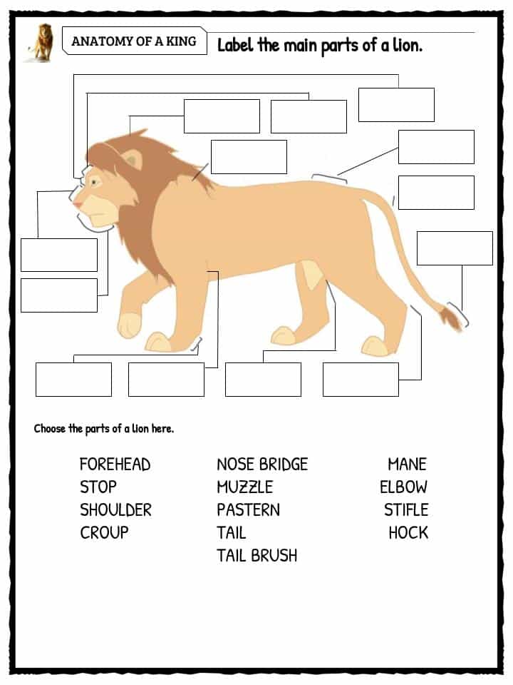 lion-facts-worksheets-information-for-kids
