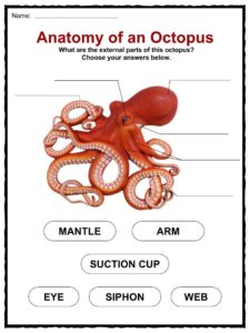 Octopus Species Chart