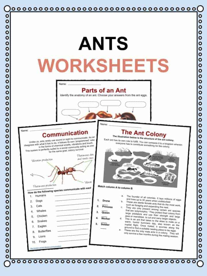 Ant Facts Worksheets Information For Kids