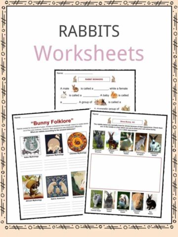 Rabbits Worksheets