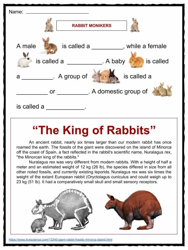 rabbit-facts-worksheets-specie-information-for-kids