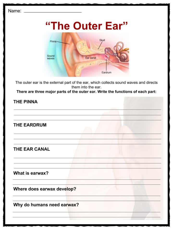 ear-facts-worksheets-for-kids-anatomy-function-hearing-balance