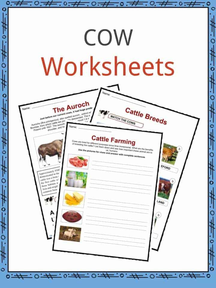 Cow Facts and Worksheets for Kids • KidsKonnect