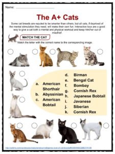 Cat Facts, Worksheets, Species, Diet & Information For Kids