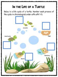Turtle Facts , Worksheets & Habitat/Species Information For Kids
