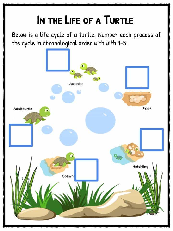 Sea Turtle Facts Worksheets 99worksheets - Bank2home.com