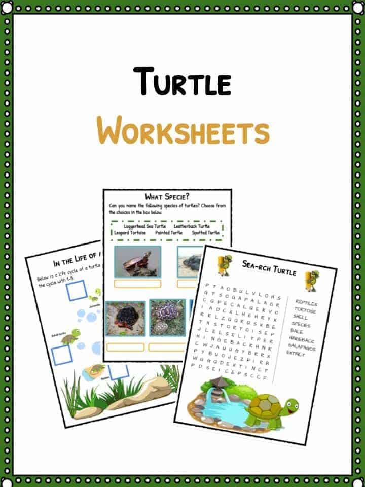 Turtle Facts , Worksheets & Habitat/Species Information For Kids