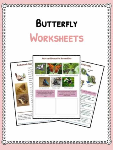 butterfly-worksheets