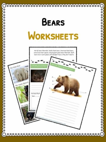 bears-worksheet