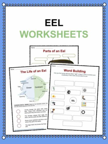 Eel Worksheets