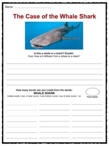 Whale worksheet activity