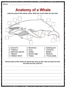 whale facts anatomy worksheet