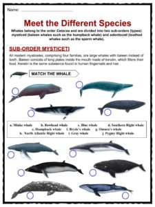 whale facts species activity