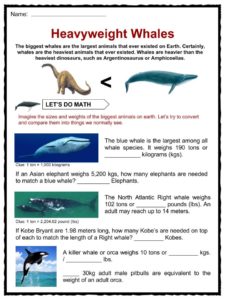 whale facts evolution worksheet