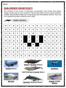 whale facts wordsearch activity
