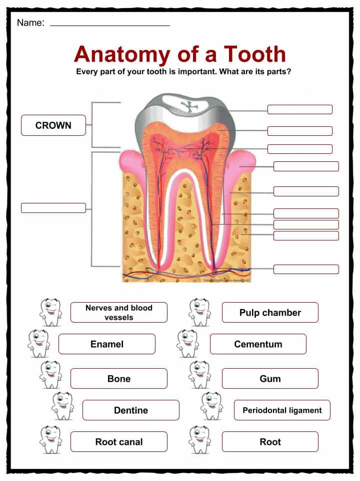 Teeth Facts, Worksheets & Information For Kids