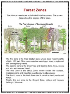 Deciduous Forest Biome Facts, Worksheets & Information For Kids