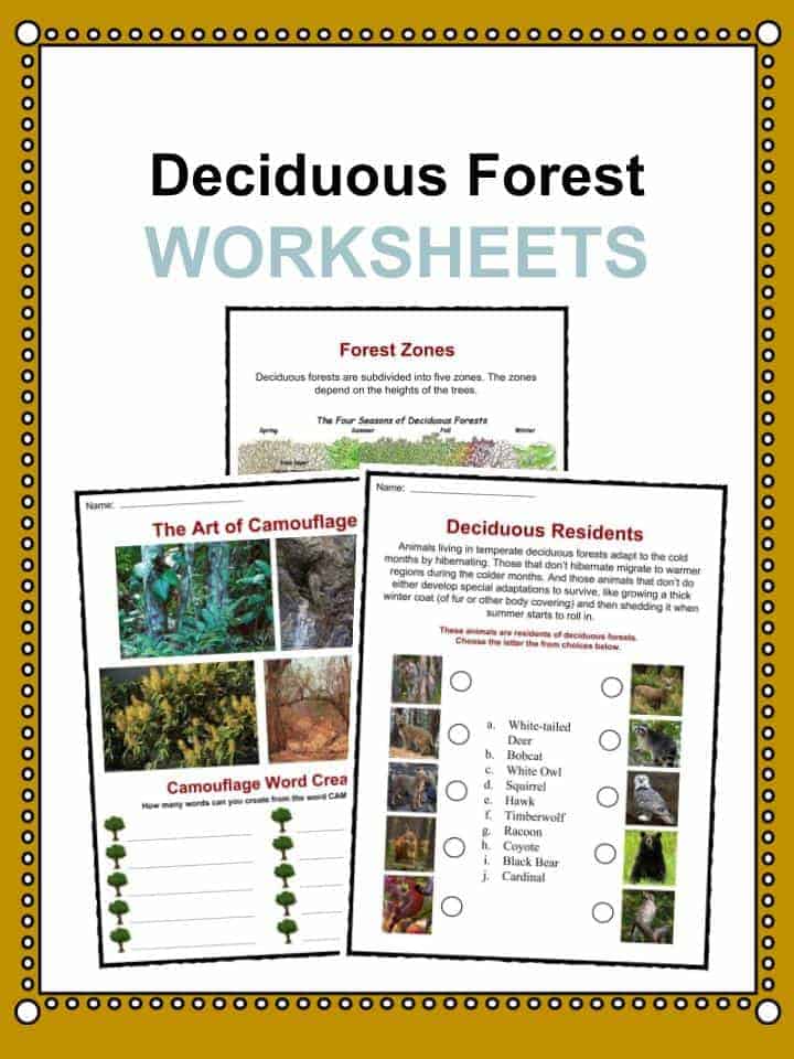 Temperate Deciduous Forest Facts