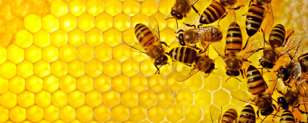 Image result for world honey bee day india