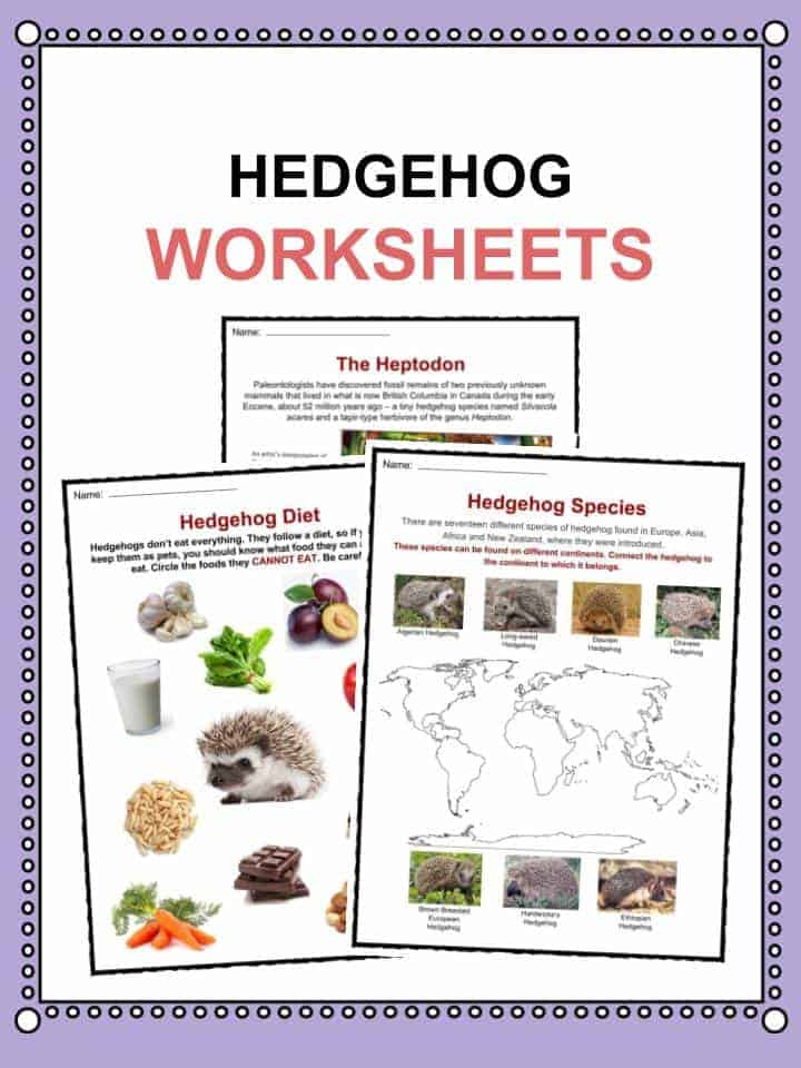 Hedgehog Facts, Worksheets, Habitat, Species & Diet For Kids