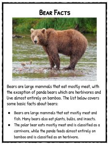Bear Facts, Information & Worksheets | Teaching Resource