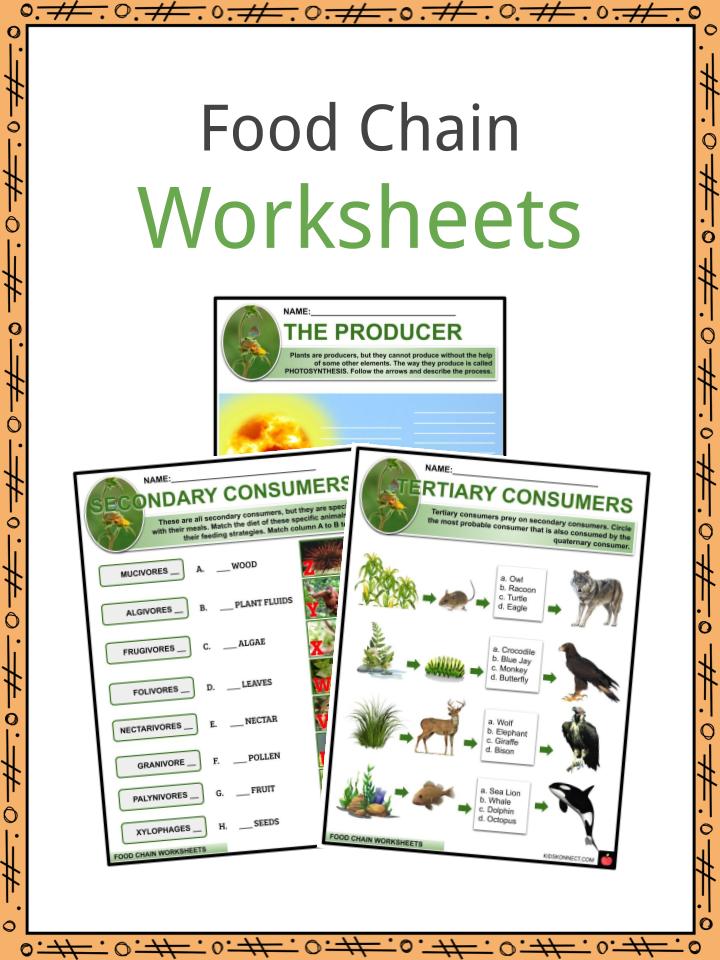 food chain facts worksheets tale of survival for kids