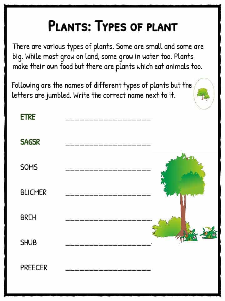 Types of Plant Worksheet | KidsKonnect