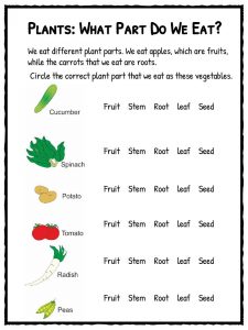 Plant Worksheets | Plant Life Cycle Worksheet | KidsKonnect