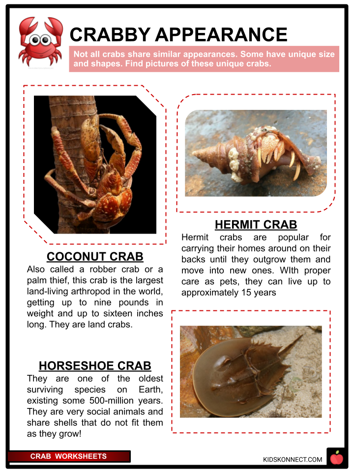 Crab Worksheets & Facts For Kids | Species, Diet, Uses, Habitat