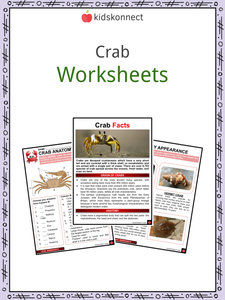 Crab Worksheets & Facts For Kids | Species, Diet, Uses, Habitat
