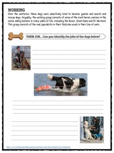 Dog Facts &, Information & Worksheets For Kids | Breeds, Types & More