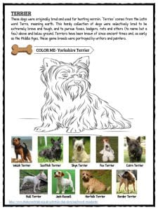 short information about dog