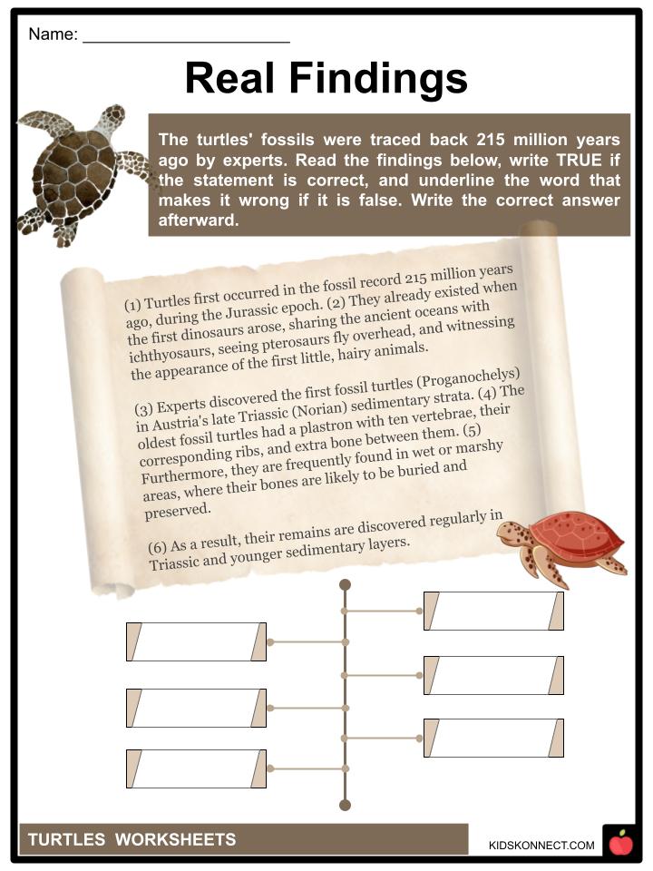 Turtle Worksheets