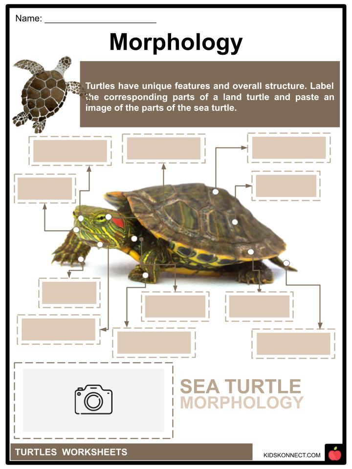 Turtle Worksheets