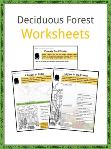 Deciduous Forest Worksheet