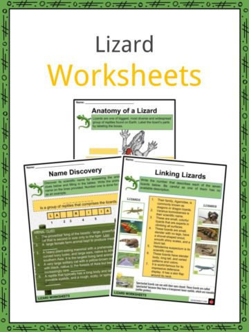 Lizard Worksheets